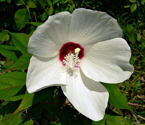 {Hibiscus moscheutos}